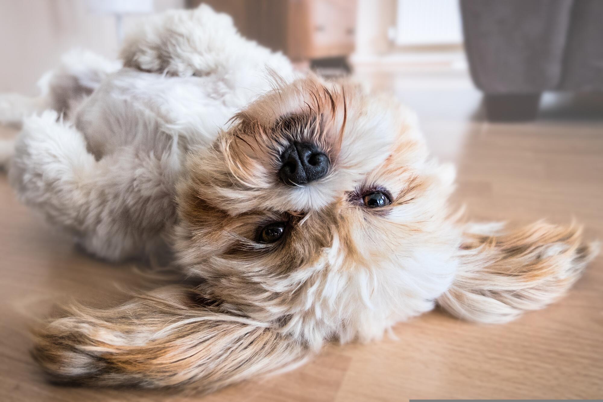Pet-Friendly Assisted Living in Carroll: Daily Companionship